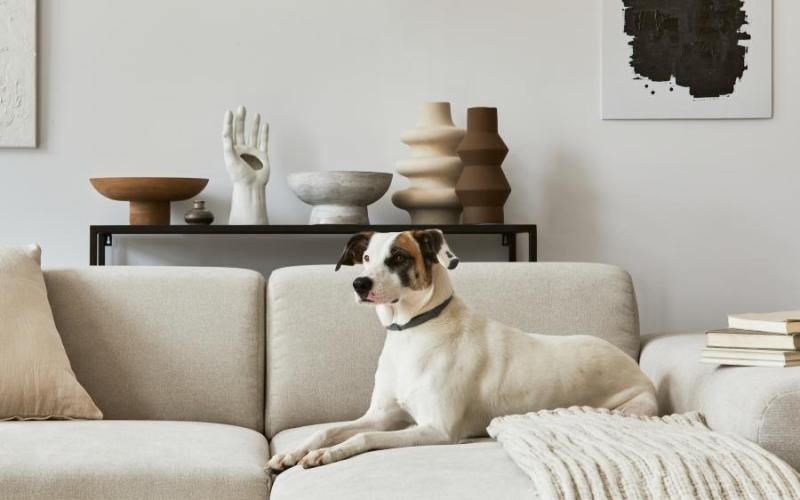 a dog sitting on a couch