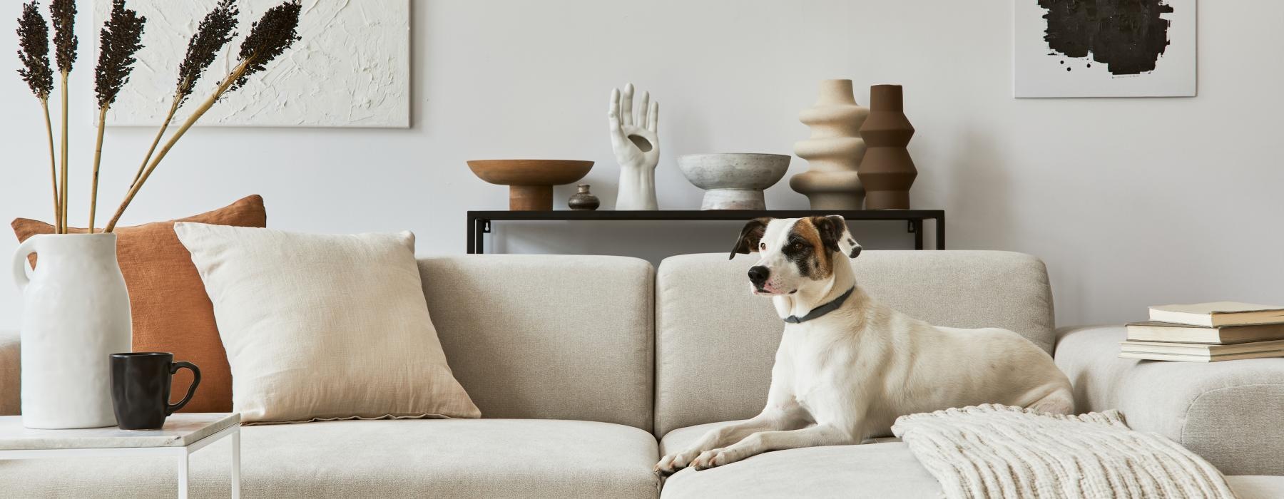 a dog sitting on a couch