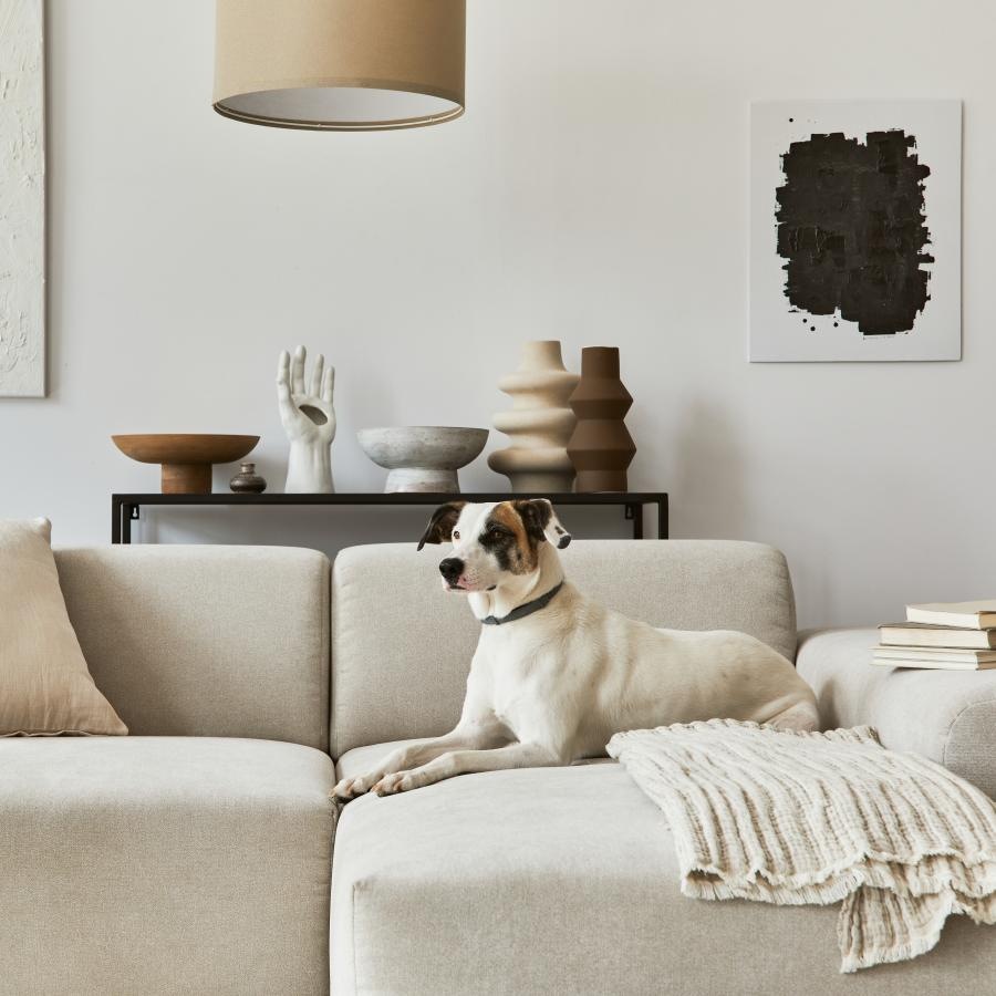 a dog sitting on a couch