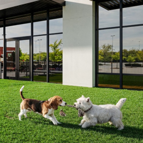 two dogs playing in a fenced-in pet park